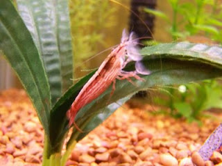 Bamboo Shrimp