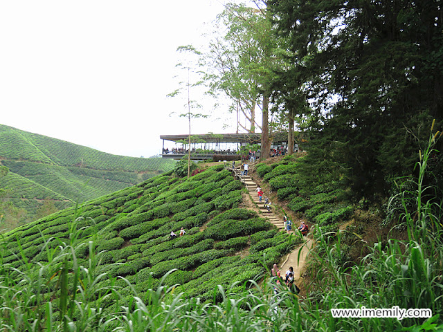 BOH Tea Plantation @ Cameron Highlands 