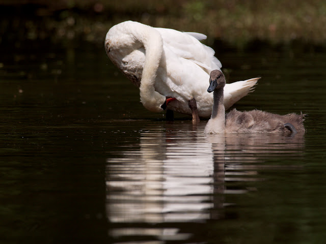 Ein alter Schwan putzt sich udn der junge Schwan schaut in die andere Richtung