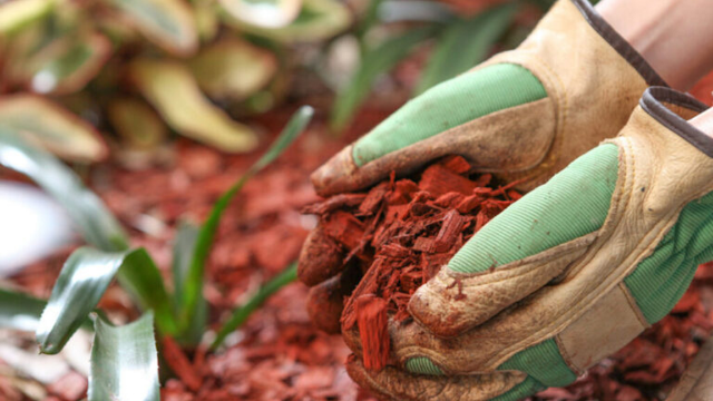 Red cedarwood for soil