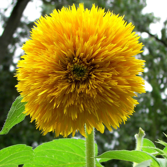 Latest Sunflower Photos