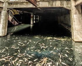 http://www.ibtimes.co.uk/thailand-workers-catch-3000-fish-flooded-abandoned-new-world-shopping-centre-bangkok-1483191