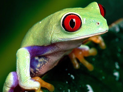 Frog Red Eyed - For Top Desktop 