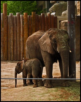 zoo11