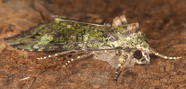 Green Arches, Anaplectoides prasina.  Crowborough, 24 June 2017.