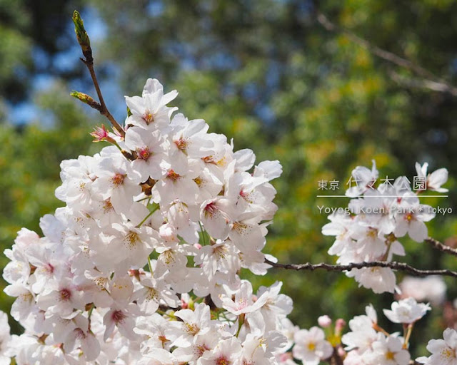 代々木公園の桜