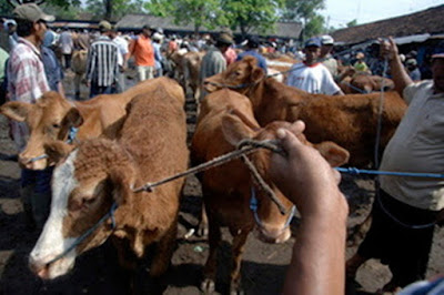 jual pakan penggemuk sapi