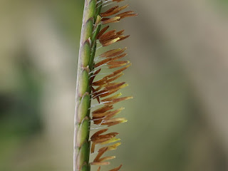 Herbe grama - Tripsacum dactyloides