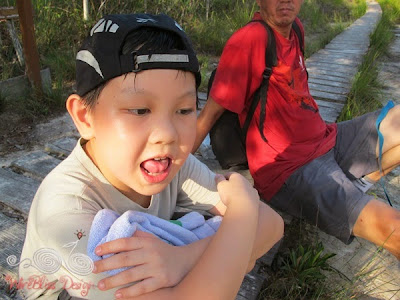 Lintang Trail Mangrove Forest @ Bako NP - WireBliss