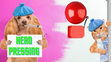 Head Pressing: Un Comportamiento Peligroso De Tu Mascota