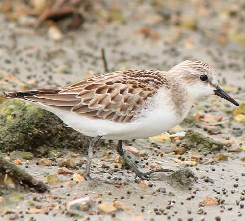 Red-necked stint - Calidris ruficollis