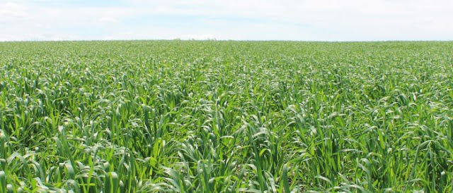 Weather Impacts on Wheat and Rabi Crops