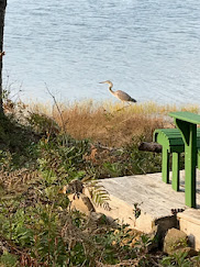 Great Blue Heron on grassy shoreline.