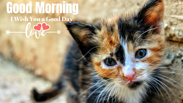  Good Morning image With Cute Cat