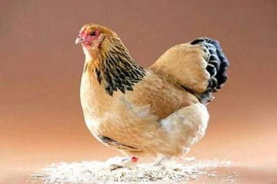 real or fake hen