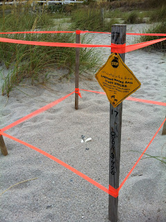 loggerhead turtle nest