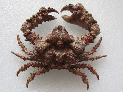 Rubble crab, Daldorfia horrida