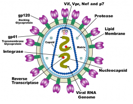 Diagram of the HIV virus