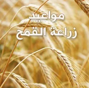 كيفية زراعة القمح في الأراضي الصحراوية