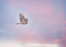 Immature red-tailed hawk flying with a full crop.