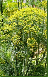 Dill Hercules Dill Hercules
