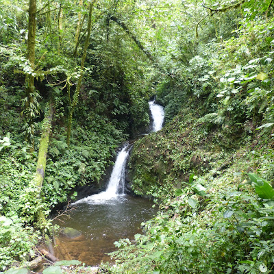 Cascade du parc Monteverde