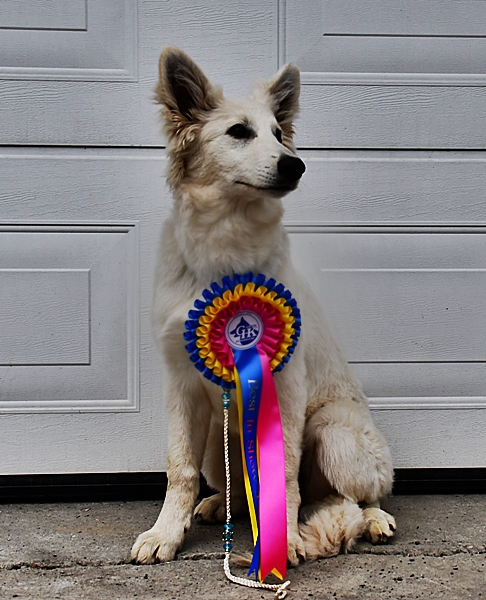 hvit gjeterhund, utstilling
