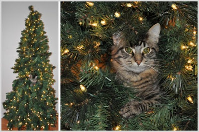 Cats on Christmas Tree Seen On lolpicturegallery.blogspot.com