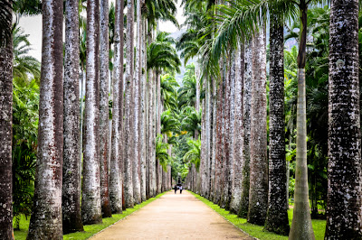 Palm trees line a path in Brazil