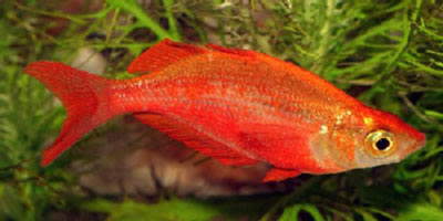 Boesemani Rainbowfish Sale