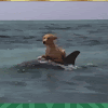 Gif Lustig Tiere - Muss Eine Franzosin Sein Lustige Bilder Spruche Witze Echt Lustig Haustier Humor Witzige Tiere Gif Lustig Tiere / Gif lustig tiere super süße tiere süße tiere bilder süße baby tiere lustige haustiere witzige tiere lustiges tier lustige tiervideos natur tiere.