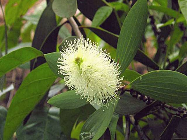 20+ Ide Populer Pokok Kayu Putih