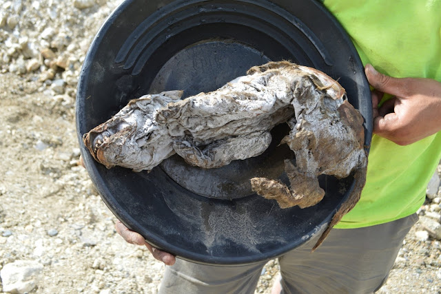 В Канаде обнаружен мумифицированный волчонок возрастом 57 000 лет