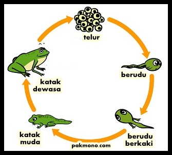  Daur  hidup  makhluk hidup  Metamorfosis sempurna  dan  