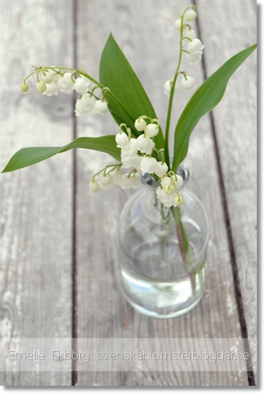 liljekonvaljer, liljekonvaljer flaska, lily of the the vally, lily of the valley bottle