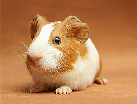 Guinea Pig