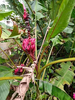 Planta de origen asiático - Musa velutina