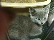 ADOPTED!!  PERCEY