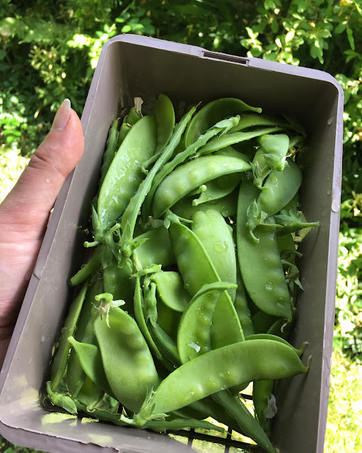 garden, heartsong normandie,Basse Normandie,Mortain,Mortain Bocage,forest garden, wild garden, cats, flowers, retreat, wellbeing, France, homegrown, grow your own, mange tout,