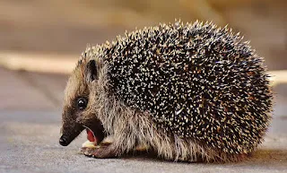 Stay Away From Me! Go Away! Hedgehog