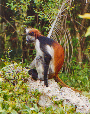 Red Colobus