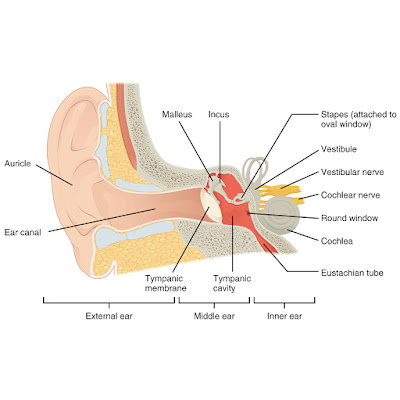 Simple ear diagrams | Ear diagram with labels | Inner ear diagram