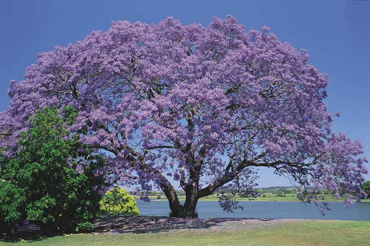 Jacarandá (Dalbergia nigra)