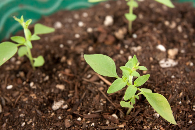 Lemon basil plants 25 days after germination