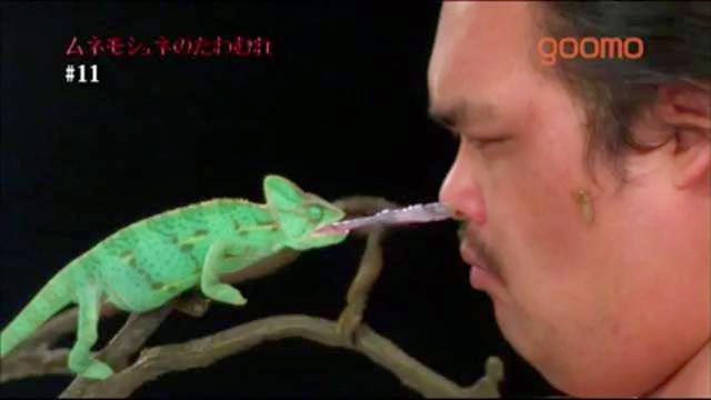 Chaméléon qui mange une mouche dans la face d'un japonais au ralenti