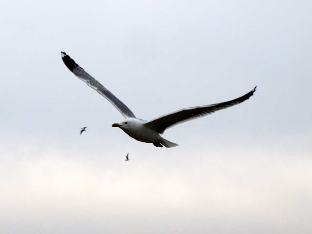 Gabbiano in volo, Livorno