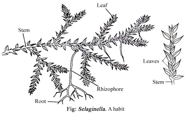 Selaginella Structure