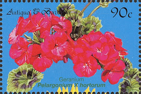 2000 Geranium, Pelargonium x hortorum, Antigua and Barbados