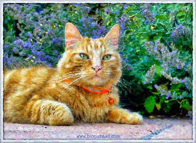 Fudge's Catmint Selfie ©BionicBasil® Caturday Art