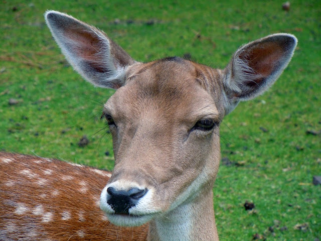 Roses Deer love eating them, Deer damage to roses and how to stop it.